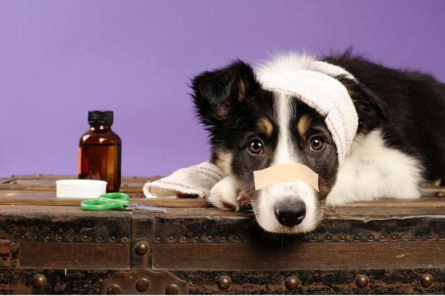 moquillo en perros