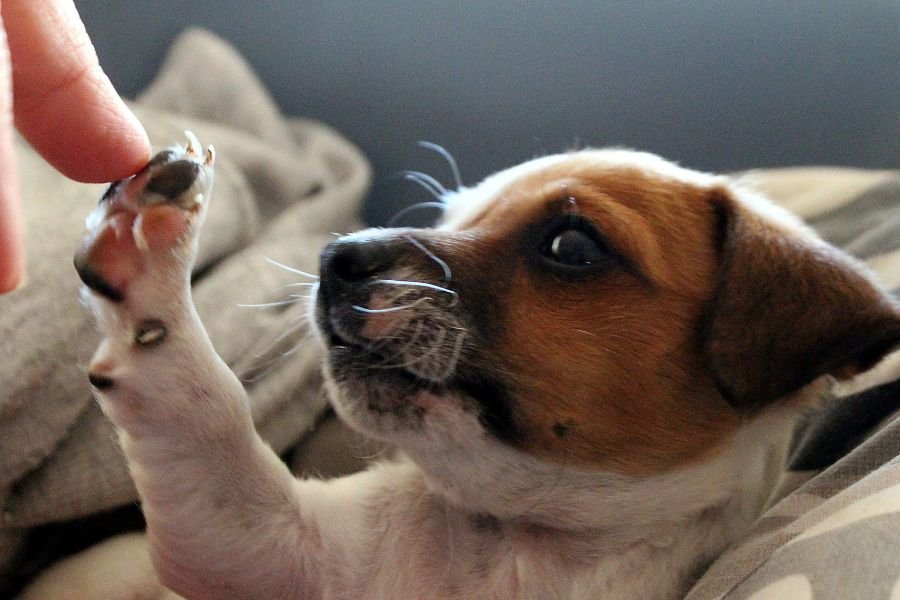 moquillo en perros