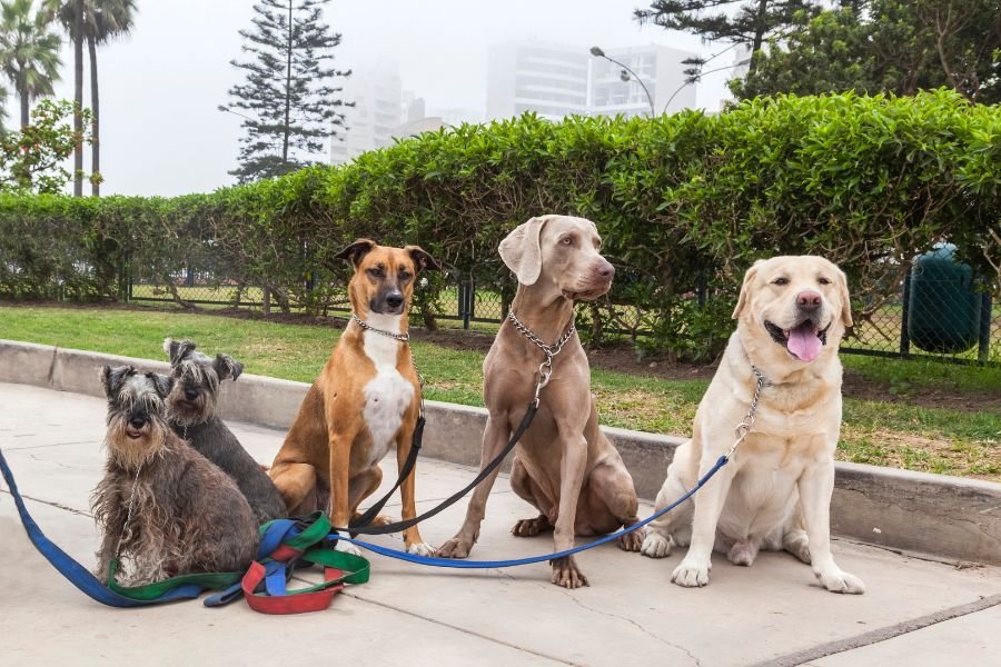 moquillo en perros
