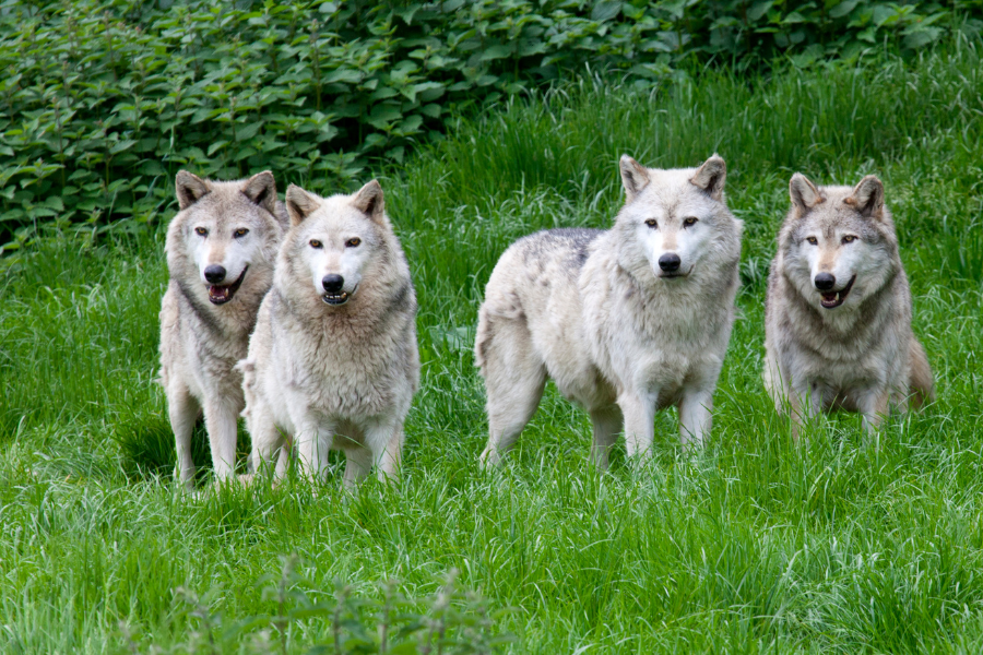 moquillo en perros