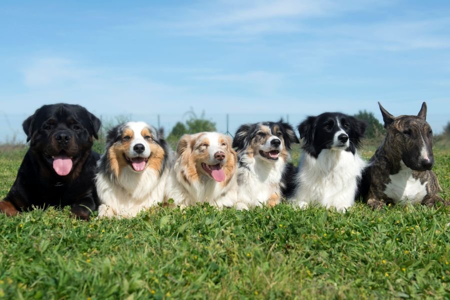 moquillo en perros