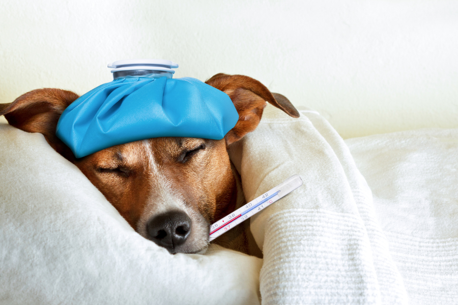 moquillo en perros